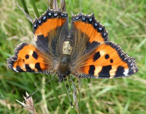 Réf. 207 707 : Aglais urticae